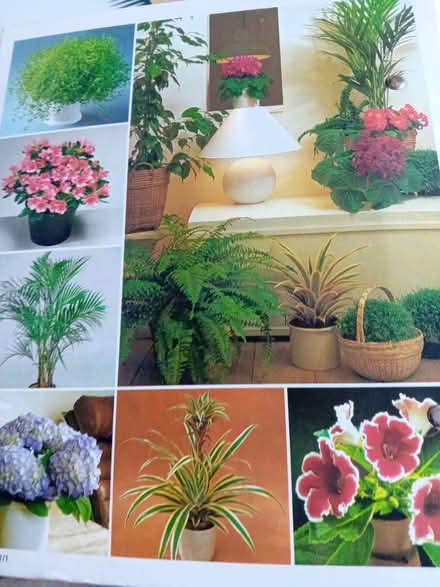 Photo of free Indoor plant care book (Coundon Bishop Auckland) #3