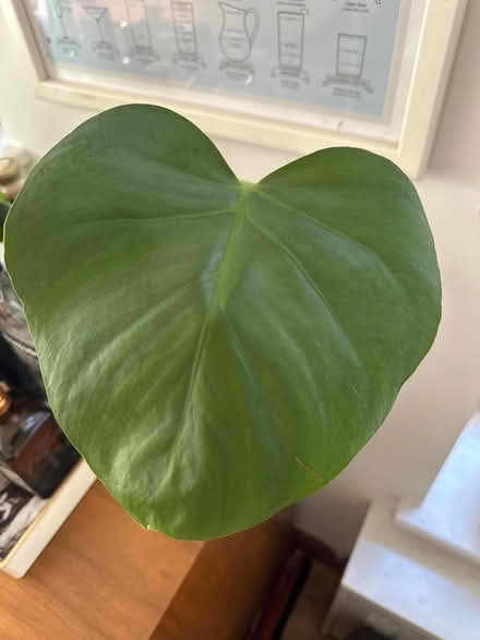 Photo of free Monstera cutting (Clinton Hill, Brooklyn) #3
