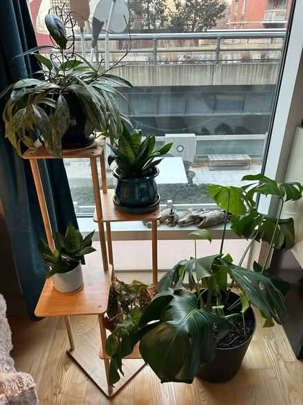 Photo of free Plants, Pots & Stand (West Chelsea 23rd & 10th) #1