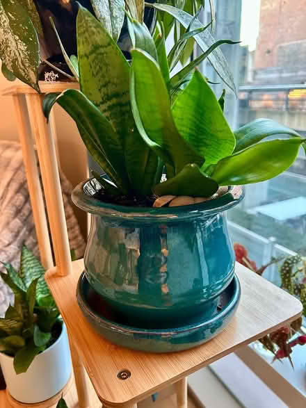 Photo of free Plants, Pots & Stand (West Chelsea 23rd & 10th) #4