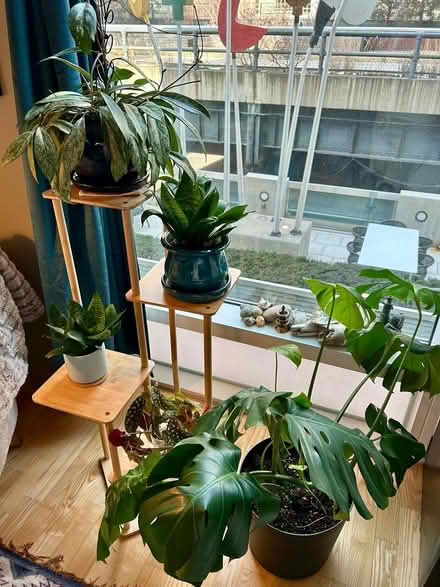 Photo of free Plants, Pots & Stand (West Chelsea 23rd & 10th) #2