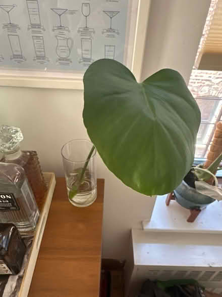 Photo of free Monstera cutting (Clinton Hill, Brooklyn) #1