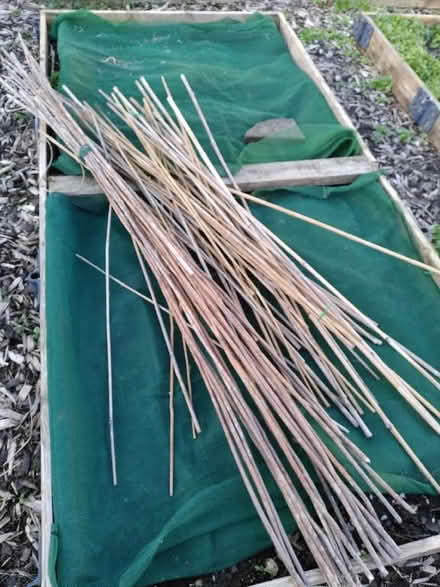 Photo of free Bamboo and willow canes (Penarth CF64) #1