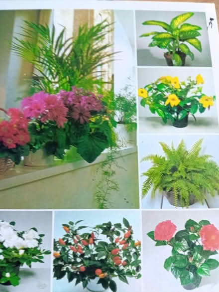 Photo of free Indoor plant care book (Coundon Bishop Auckland) #1