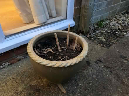 Photo of free Plant pot with hosta (Upper Wolvercote OX2) #1