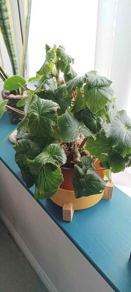 Photo of free Begonia plant peach flowers (RG2 south Reading) #1