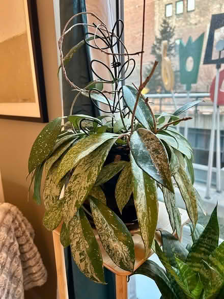 Photo of free Plants, Pots & Stand (West Chelsea 23rd & 10th) #3