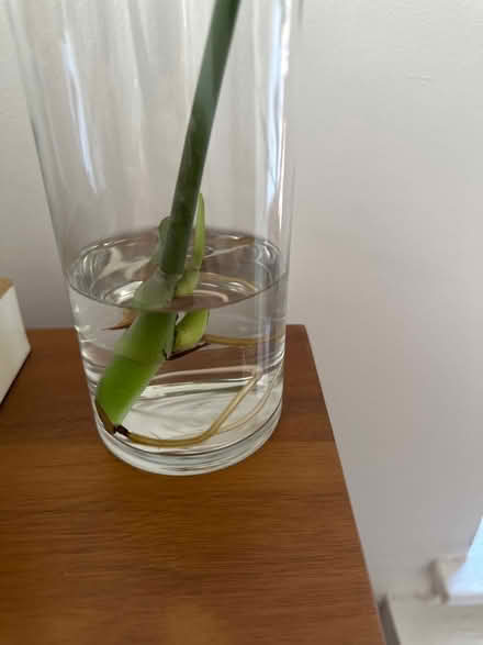 Photo of free Monstera cutting (Clinton Hill, Brooklyn) #2