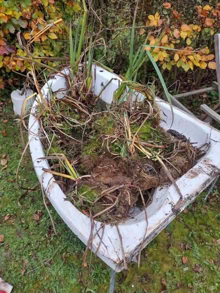 Photo of free Pond plants (Allithwaite LA11) #1