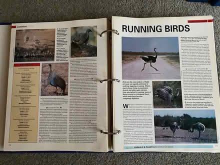 Photo of free Tree of Knowledge (Central Woking - Mount Hermon) #3