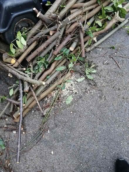Photo of free Kindling (Cam GL11) #1