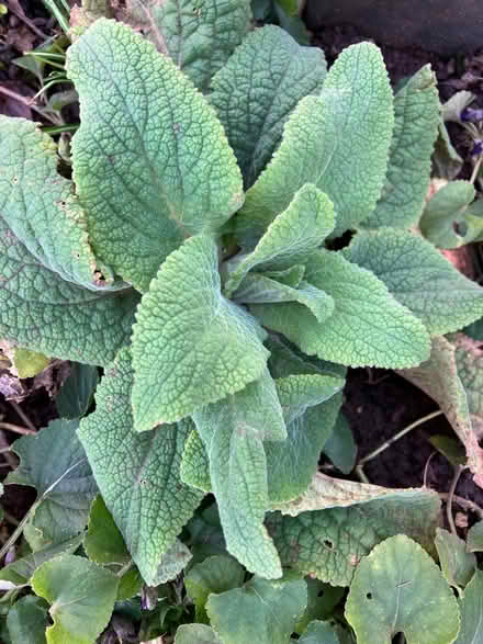 Photo of free Small Foxglove plants (Downend BS16) #2