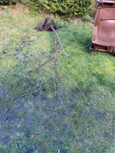 Photo of free A tree (Eastbourne BN20) #1