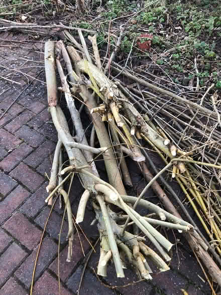Photo of free Willow for weaving, staking plants or burning (Nether Stowe WS13) #1