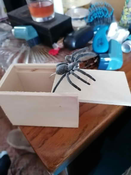 Photo of free Trick spider (St Nicholas SG1) #1