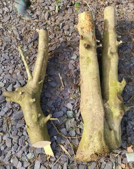 Photo of free Tree Stumps (Oswestry SY10) #1