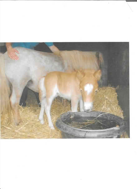 Photo of free Horse manure well rotted collection only Wheatley (Littleworth OX33) #1