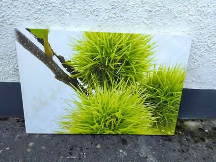 Photo of free Canvas (Marston OX3) #1