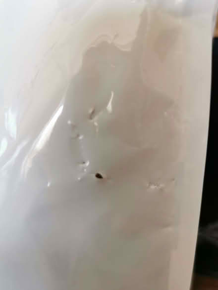 Photo of free Hills zd dry cat food, unopened (CO13) #2