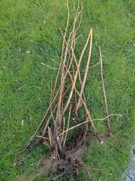 Photo of free Raspberry plants (Pokesdown BH5) #1