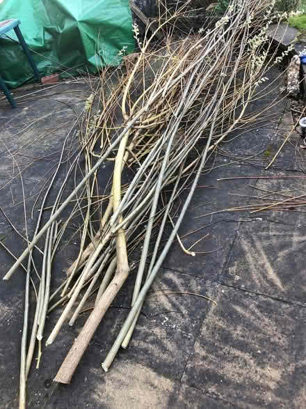 Photo of free Willow for weaving, staking plants or burning (Nether Stowe WS13) #2