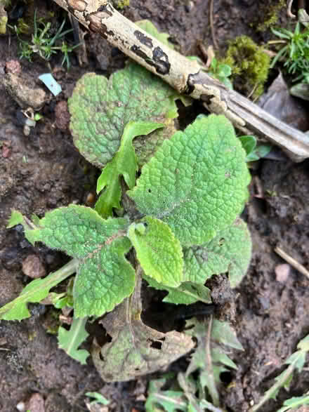Photo of free Small Foxglove plants (Downend BS16) #1