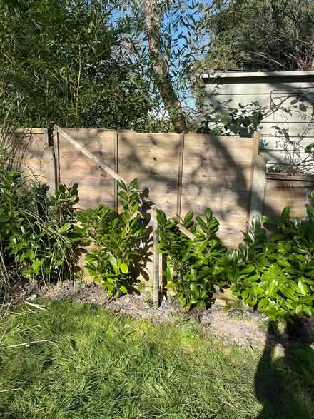 Photo of free Five shiny shrubs (SW9) #1