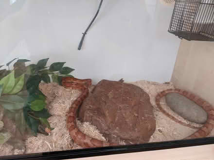 Photo of free Vivarium and Corn Snake (Willen MK15) #4