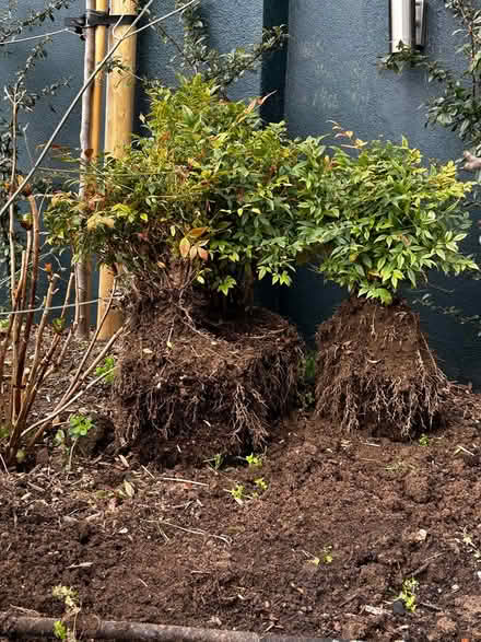 Photo of free 4 x Nandina domestica plants (Dun Laoghaire/Ballybrack) #1
