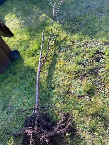Photo of free A tree (Eastbourne BN20) #2