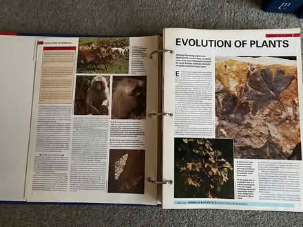 Photo of free Tree of Knowledge (Central Woking - Mount Hermon) #4