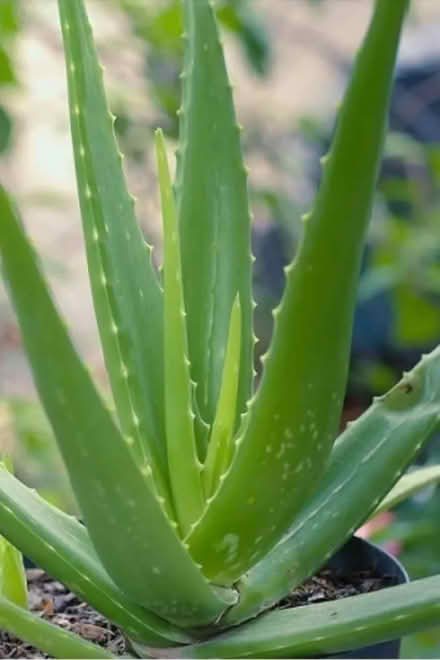 Photo of Aloe Vera Plant (B38) #1
