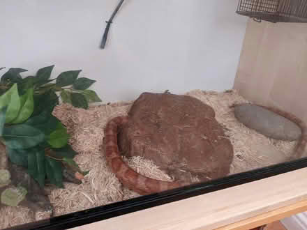 Photo of free Vivarium and Corn Snake (Willen MK15) #3