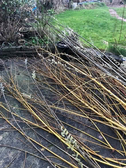 Photo of free Willow for weaving, staking plants or burning (Nether Stowe WS13) #3
