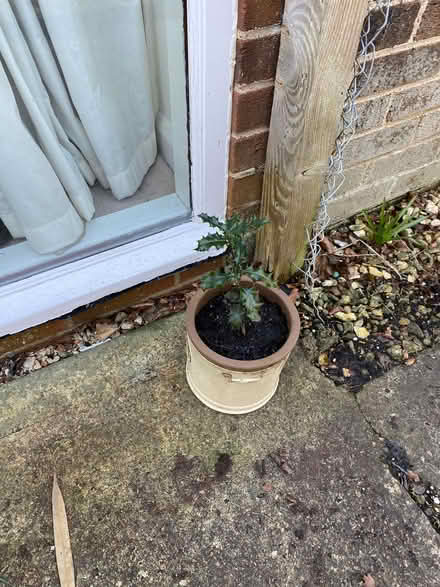 Photo of free Holly in a pot (Upper Wolvercote OX2) #1