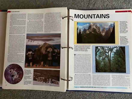 Photo of free Tree of Knowledge (Central Woking - Mount Hermon) #2