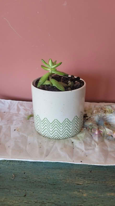 Photo of free Cactus/Succulent (Bow E3) #2