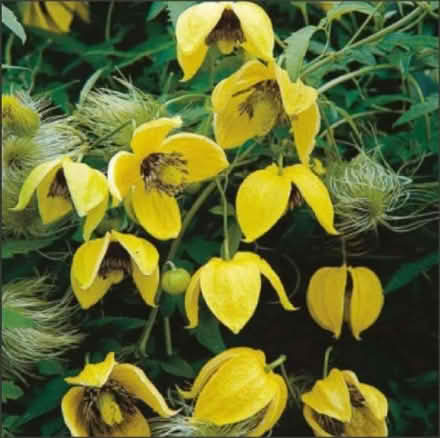 Photo of free Clematis Bill Mackenzie Cuttings (CT11) #1