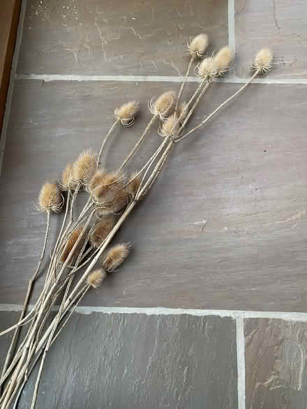 Photo of free Teasel heads (Sedbergh LA10) #1
