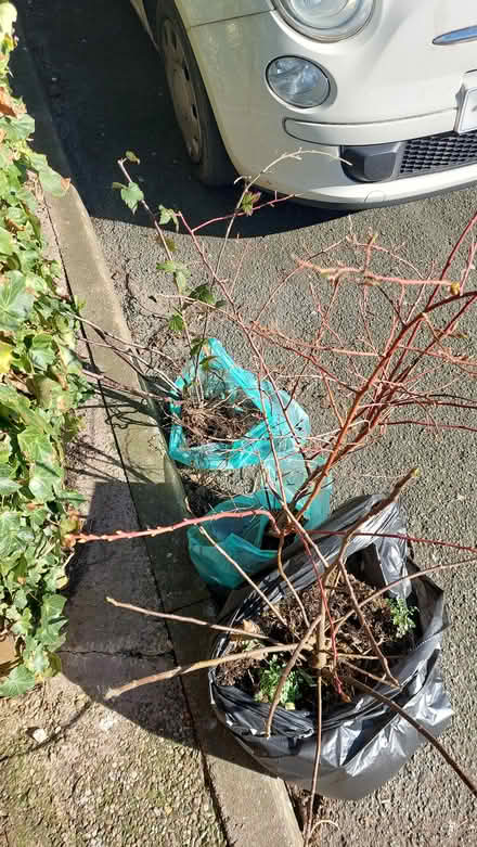 Photo of free Fruit bushes (St57be) #1