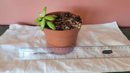 Photo of free Plants (Bow E3) #1