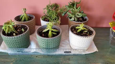 Photo of free Plants (Bow E3) #3