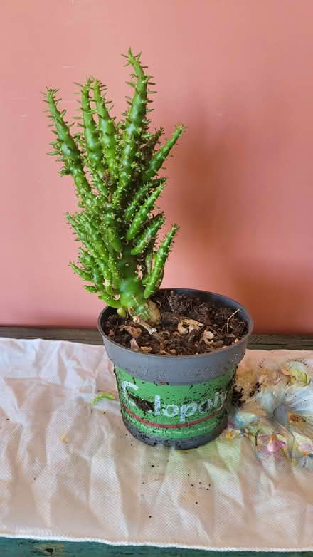 Photo of free #3 - Plant (cactus) (Bow E3) #1