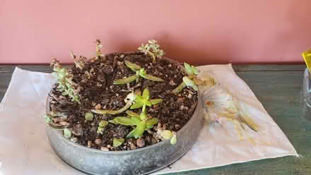 Photo of free #1 - Plant (succulent) (Bow E3) #1