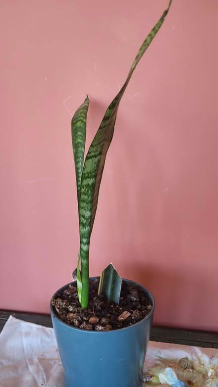 Photo of free #6 - Plant (dracaena) (Bow E3) #1