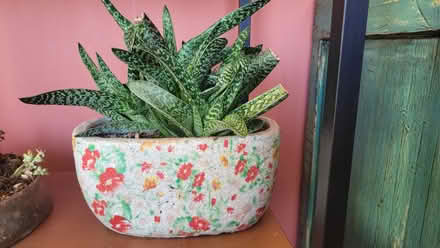 Photo of free Cactus/Succulent (Bow E3) #1