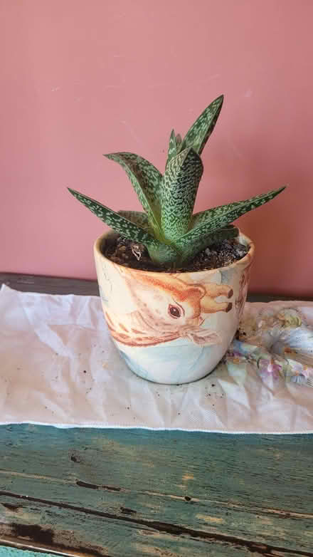 Photo of free #2 - Plant (cactus) (Bow E3) #1
