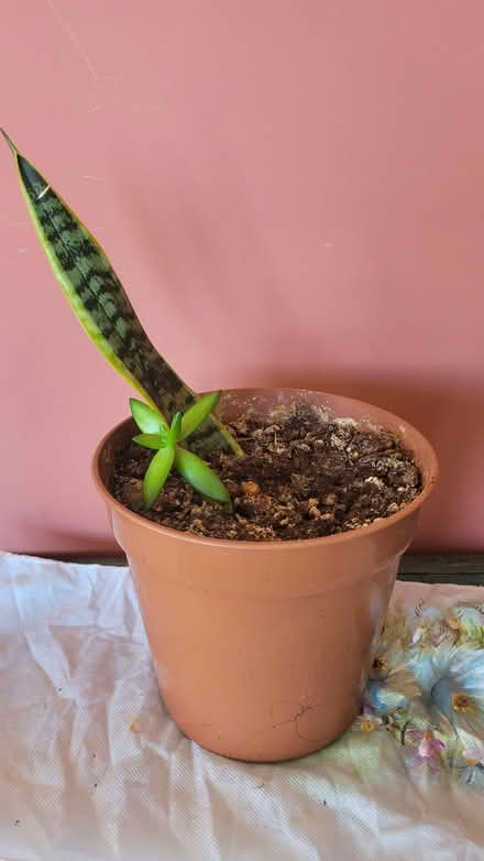 Photo of free #4 - Plant (dracaena) (Bow E3) #1