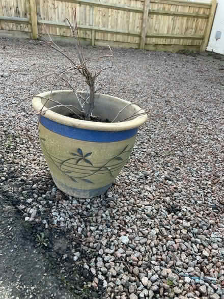 Photo of free Virginia creeper and pot (Tonbridge) #2
