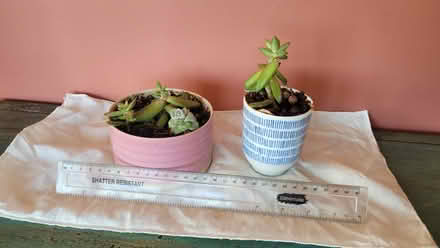 Photo of free Plants (Bow E3) #2